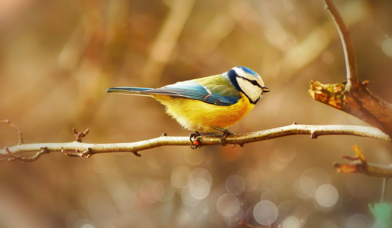 Phasellus fringilla massa ut leo auctor, vitae congue lorem efficitur